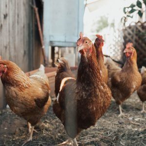 Happy chickens roaming freely in an urban garden