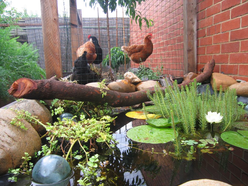 The Chook and Pond