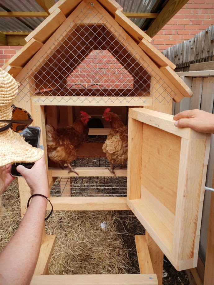 small-chook-house