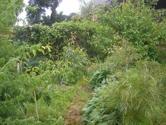 Healthy Fruit Trees - Very Edible Gardens