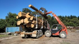 Cypress Timber 1