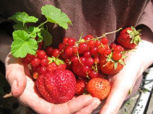 Free Talk on Growing Fruit and VEG in small containers