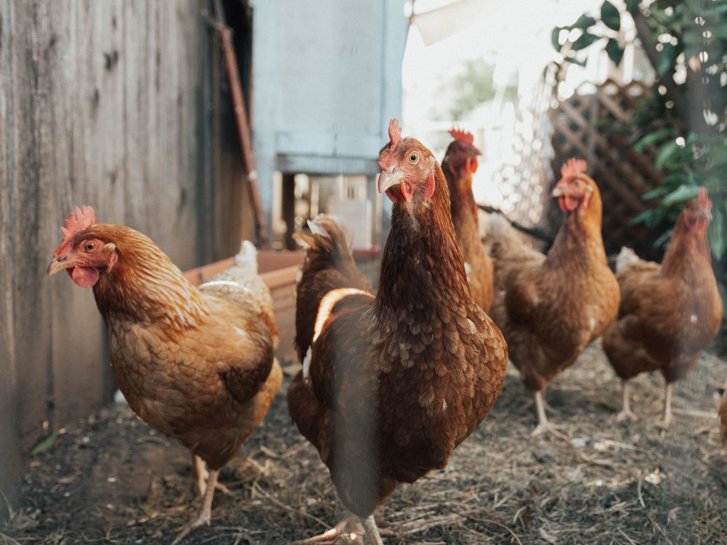 Happy chickens roaming freely in an urban garden